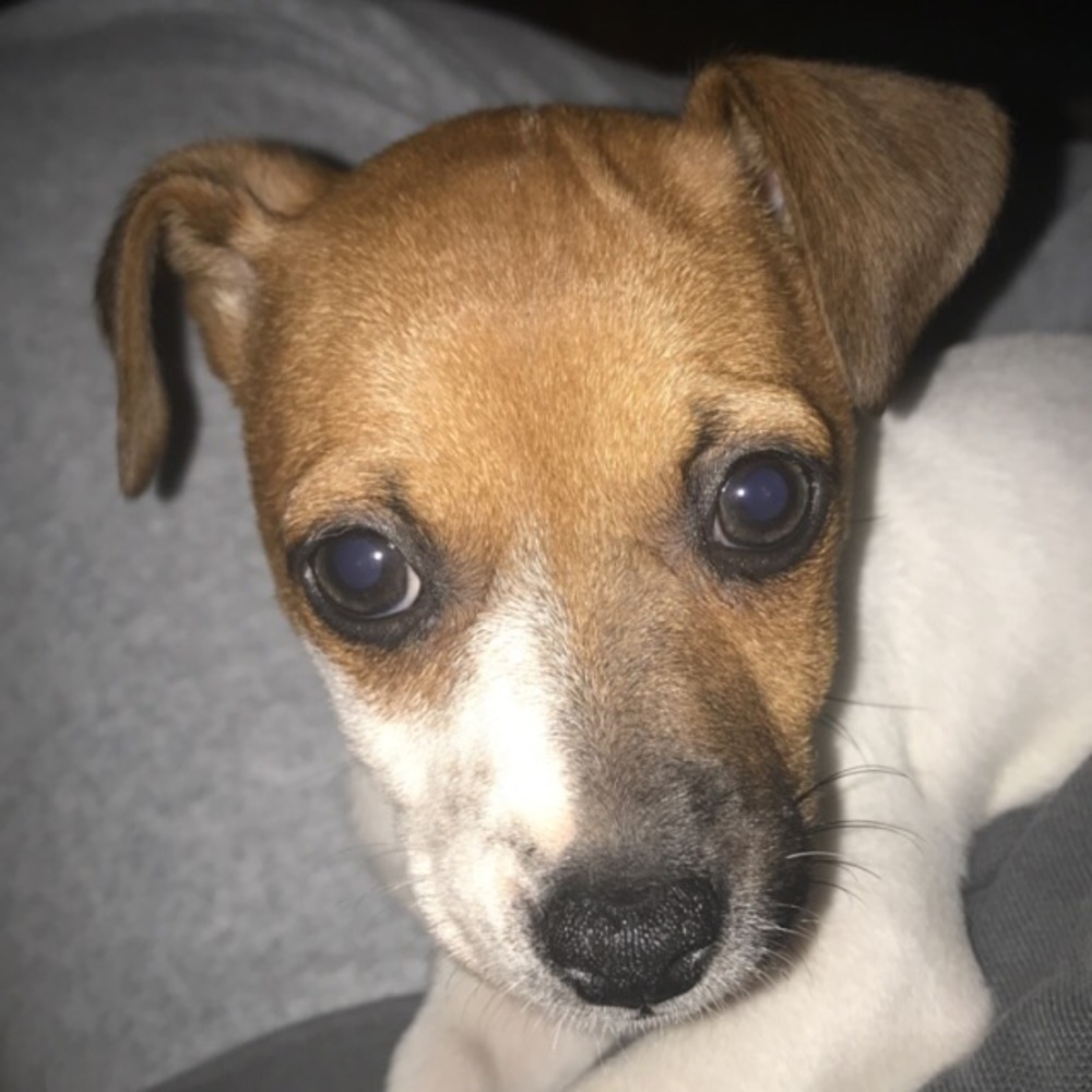 Meet your Posher, Dee